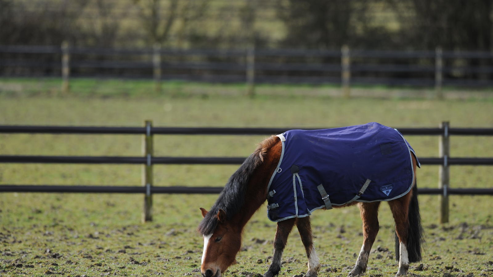 How to Rug a Horse Blue Cross